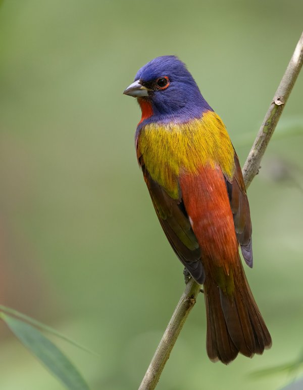 L'art du tableau animaux : une touche d'élégance chez vous
